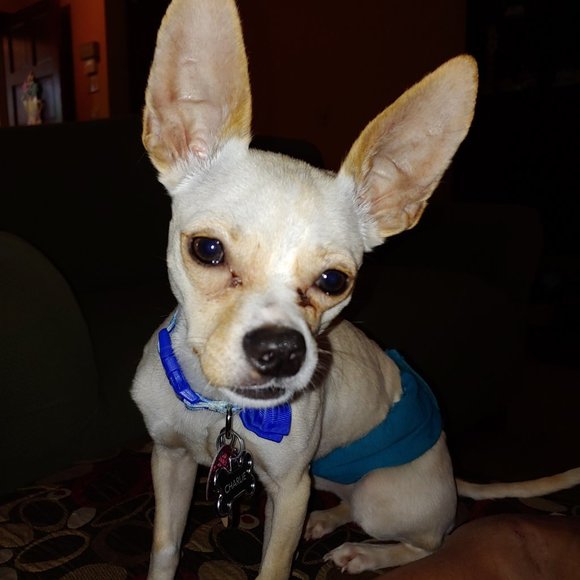 Meet your Posher, Edna - Picture 5 of 7